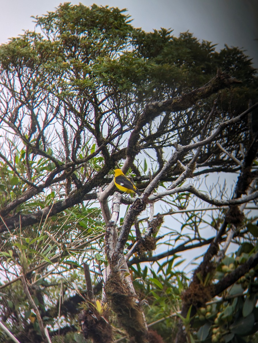 Black-thighed Grosbeak - ML618910871