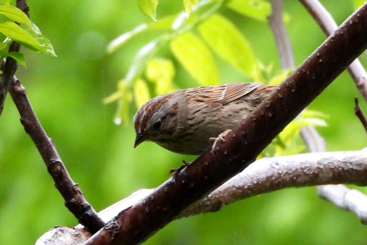 Lincoln's Sparrow - ML618910874