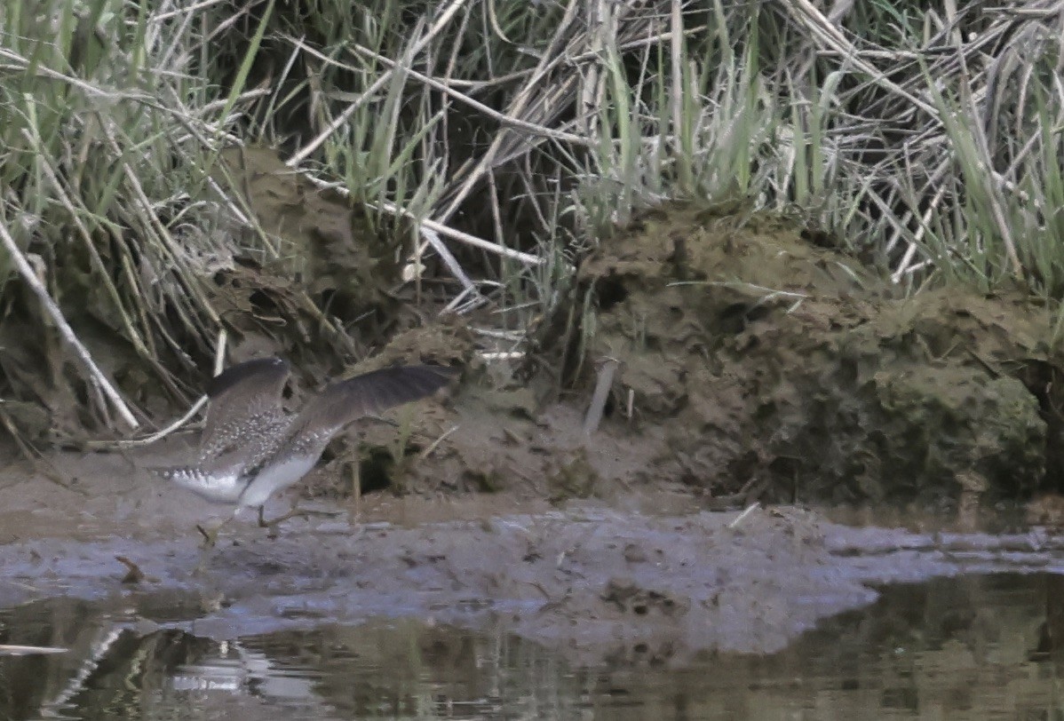 Solitary Sandpiper - ML618910882