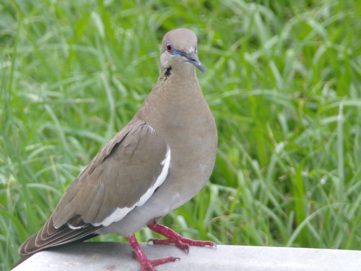 White-winged Dove - Texas Bird Family