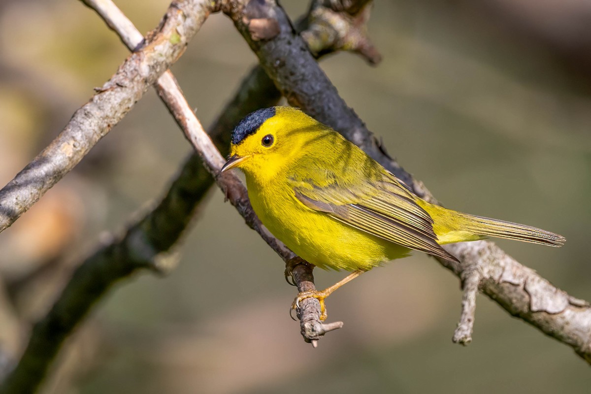 Wilson's Warbler - ML618910892