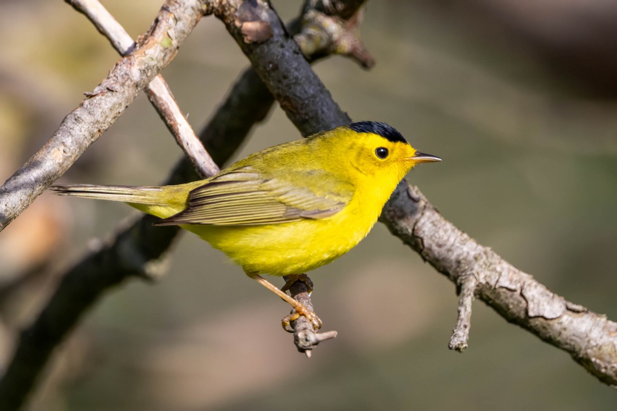 Wilson's Warbler - ML618910893