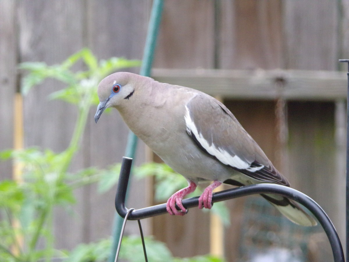 White-winged Dove - Texas Bird Family