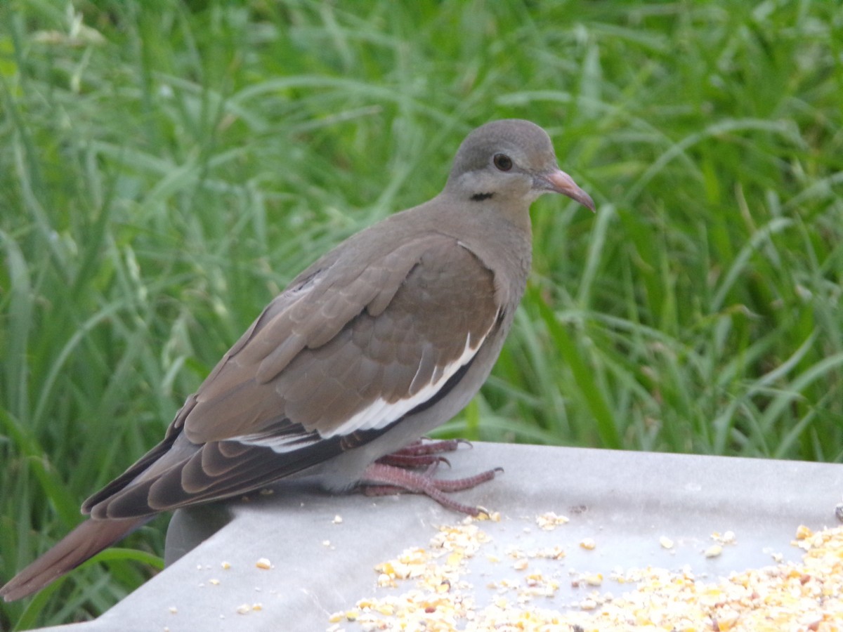 White-winged Dove - Texas Bird Family