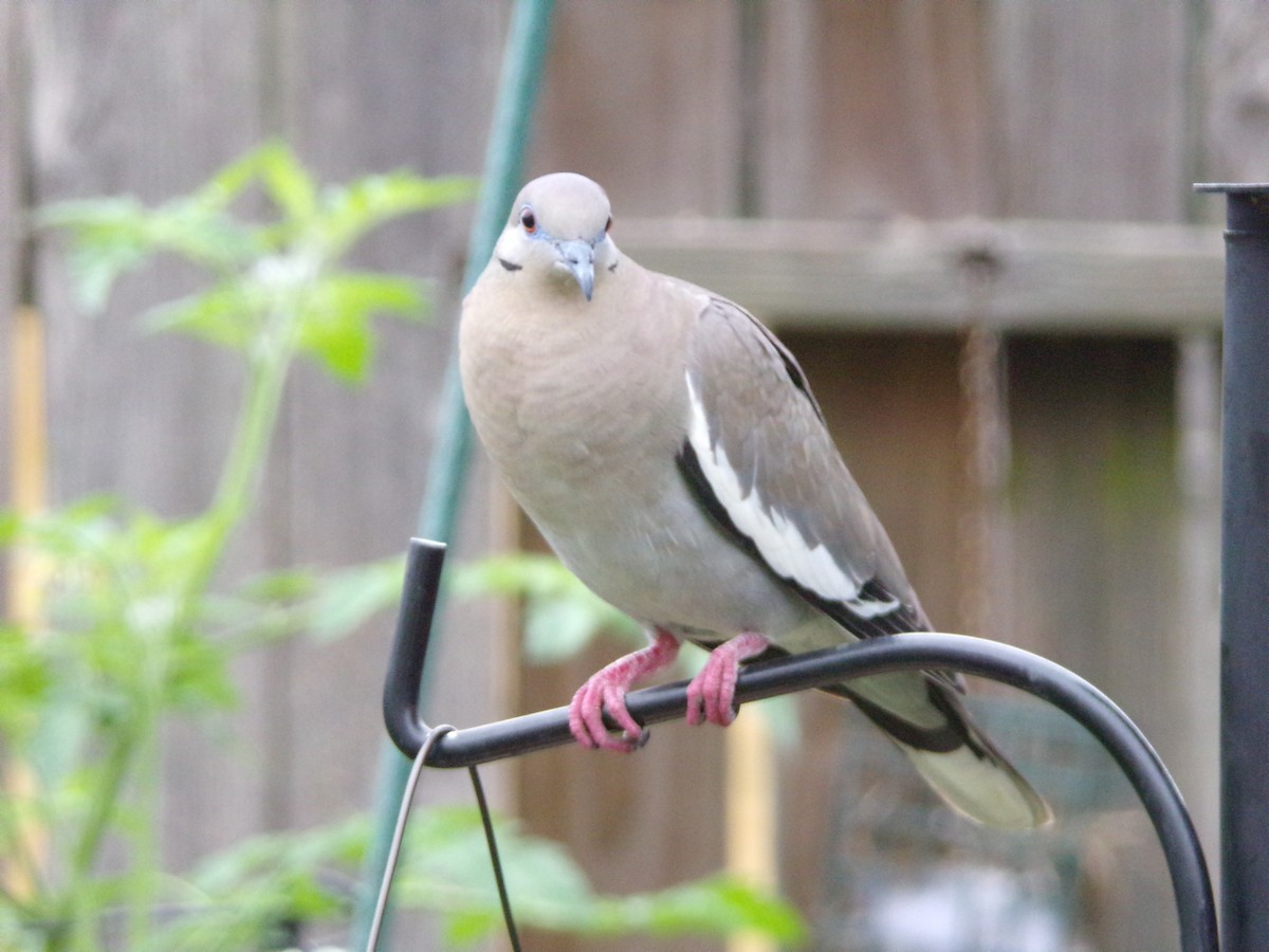 White-winged Dove - Texas Bird Family