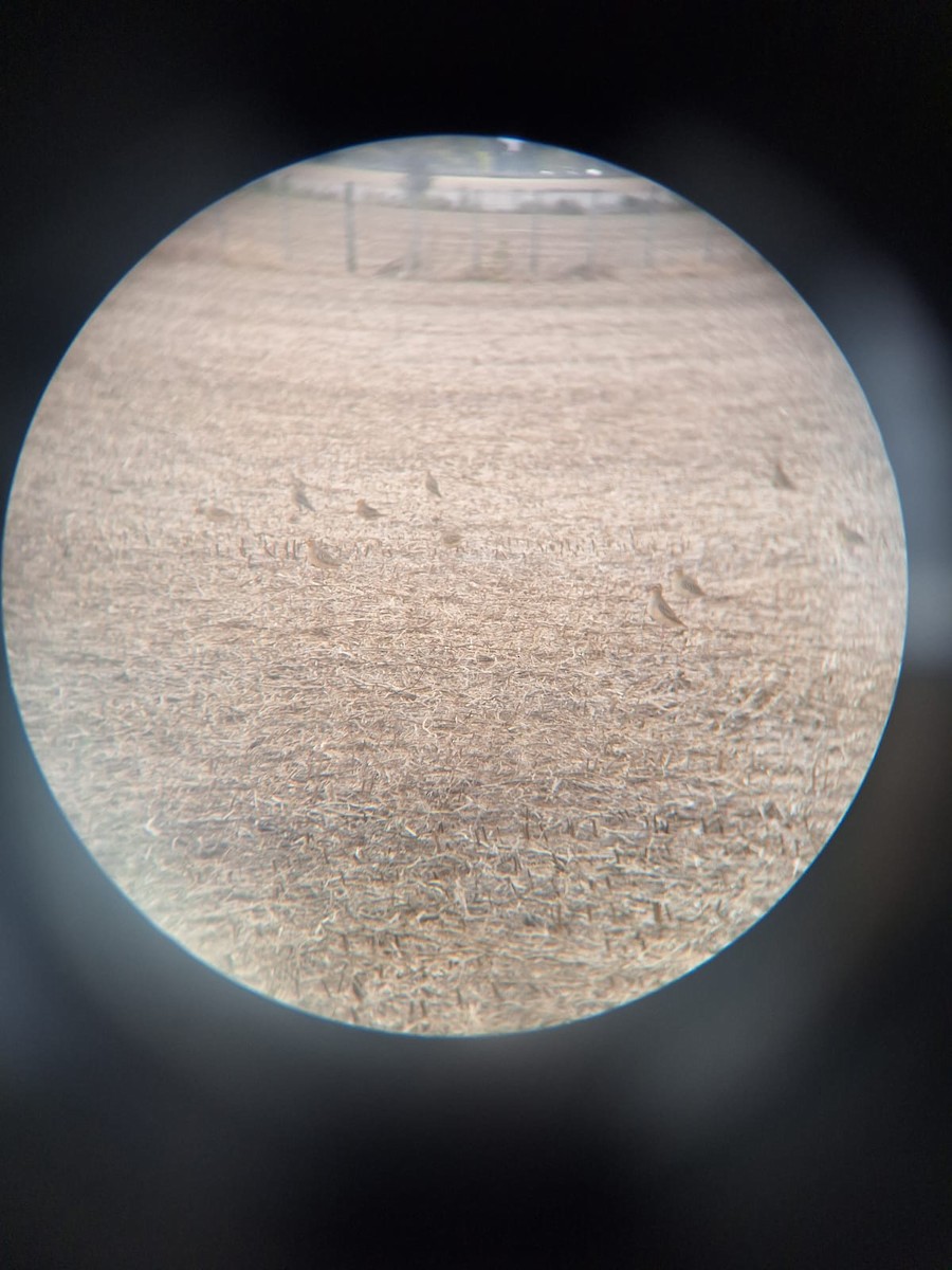 Tawny-throated Dotterel - Maximo Frenkel