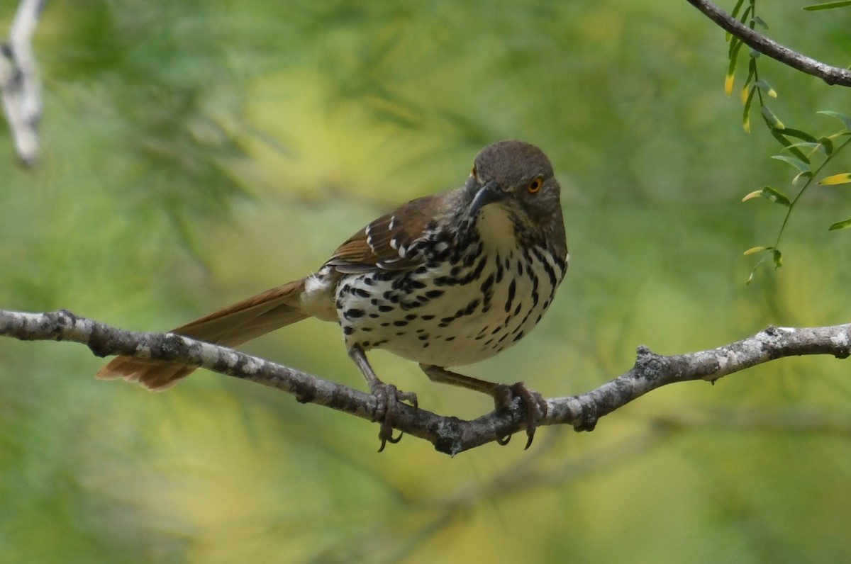 Long-billed Thrasher - Colin Dillingham