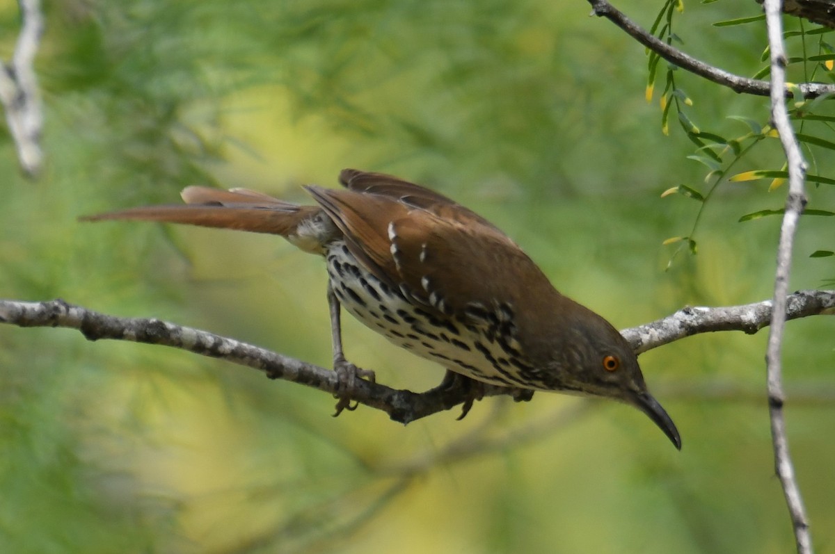 Long-billed Thrasher - Colin Dillingham