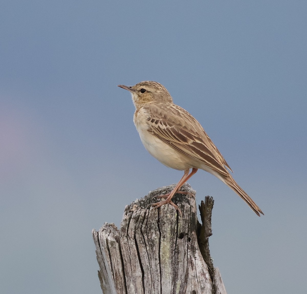 Tawny Pipit - Mileta Čeković