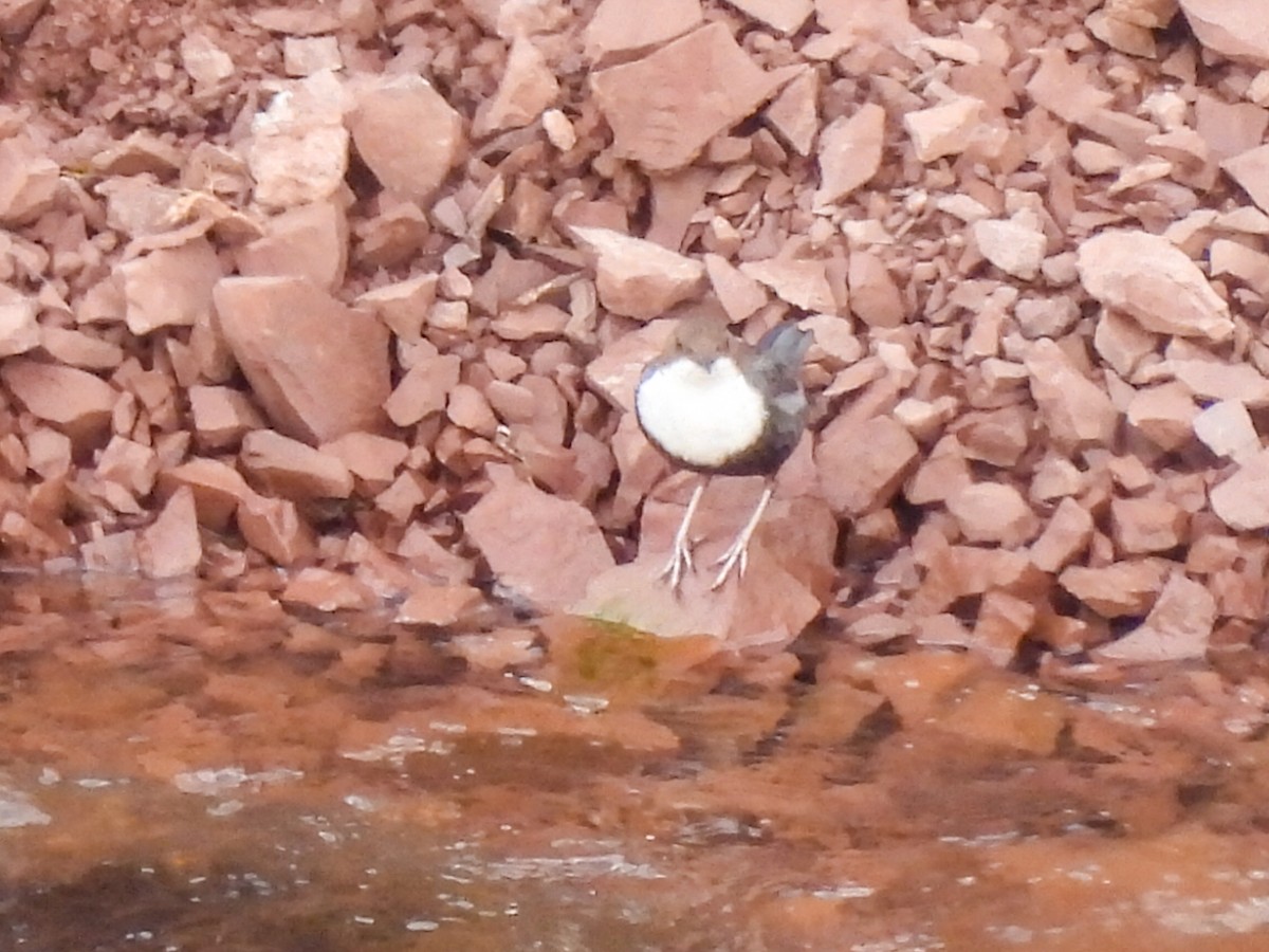 White-throated Dipper - José Ramón Martínez