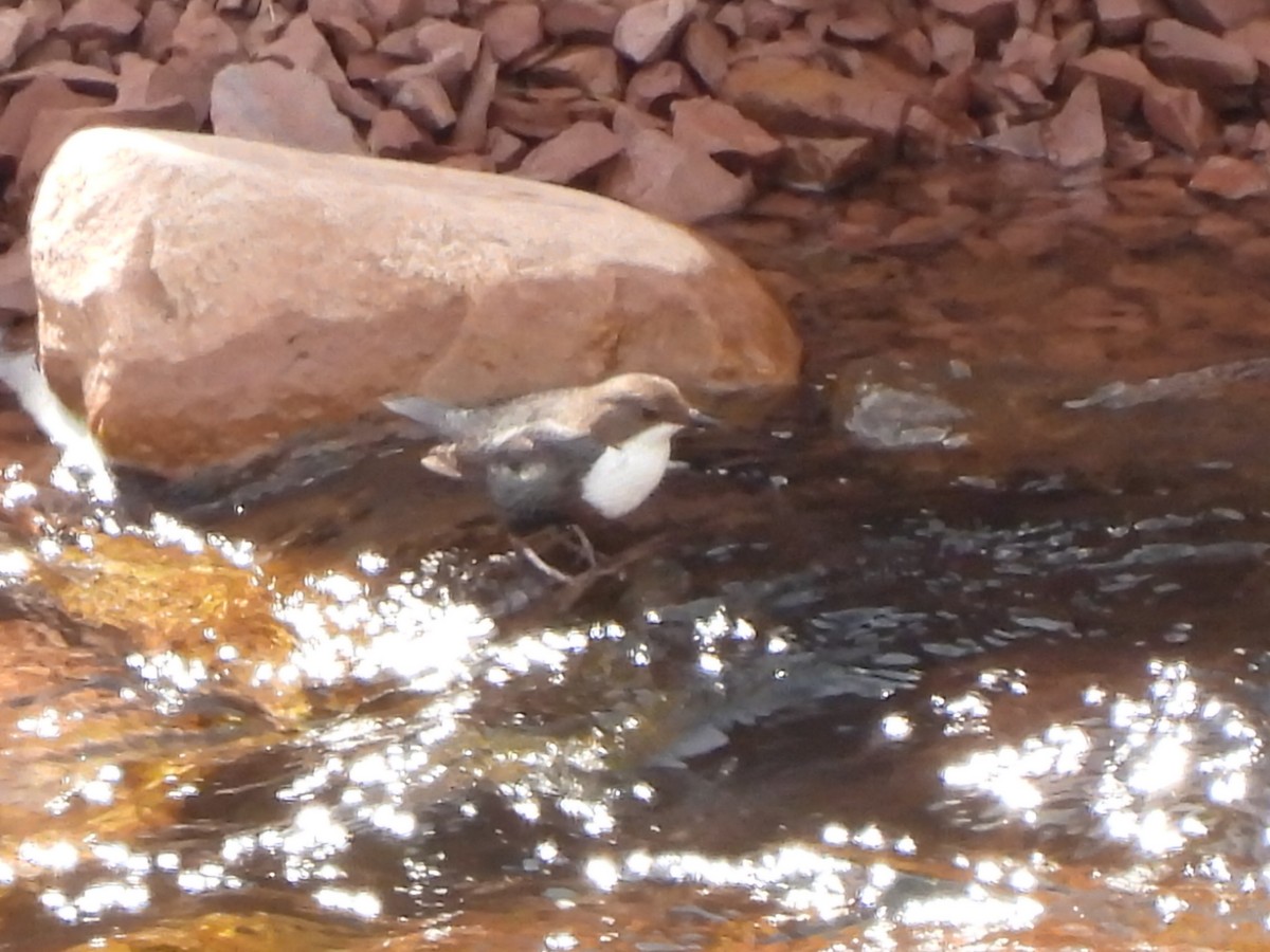 White-throated Dipper - José Ramón Martínez