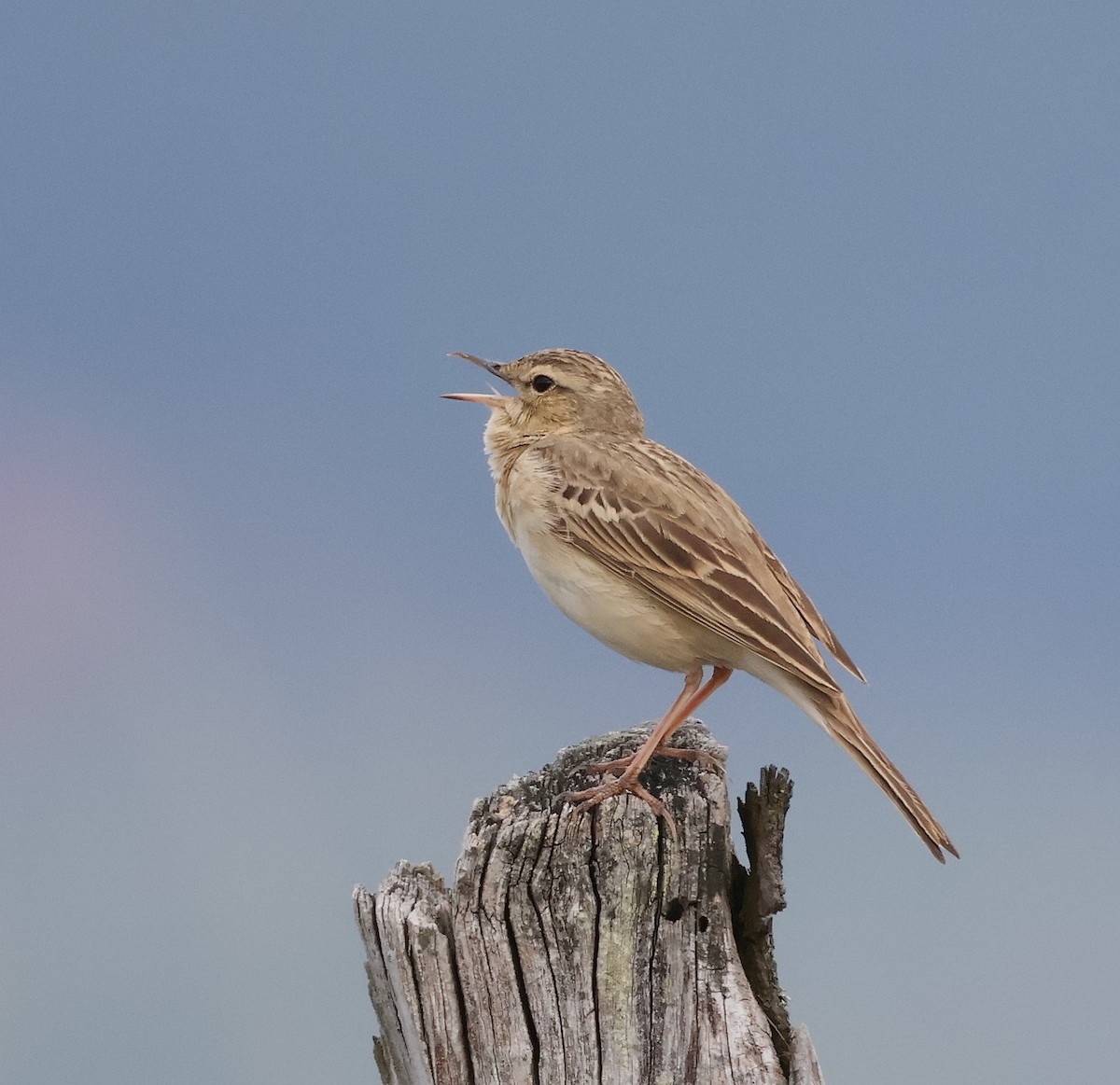 Tawny Pipit - Mileta Čeković