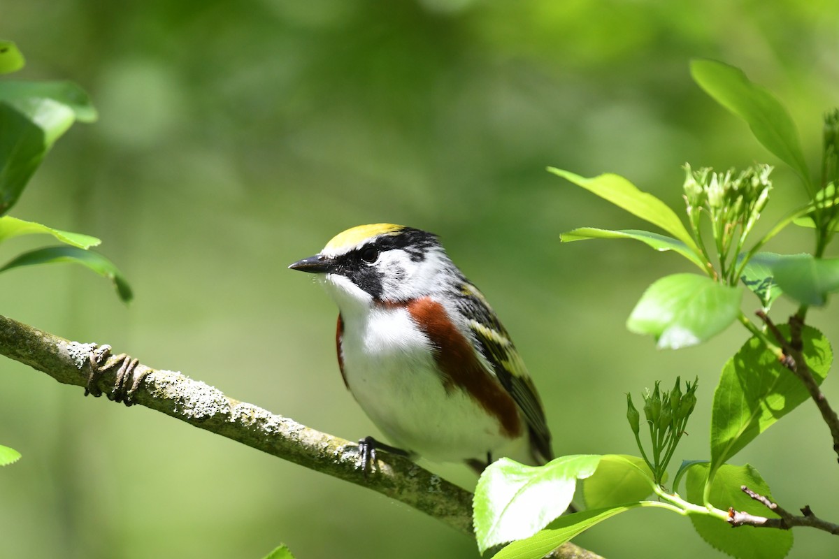 Chestnut-sided Warbler - Tim Schadel