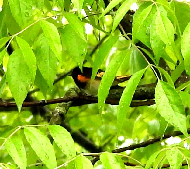 American Redstart - Sharon Wilcox