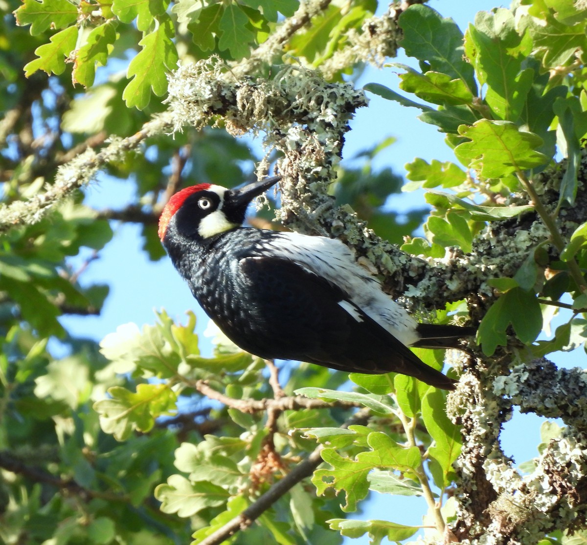 Acorn Woodpecker (Acorn) - Ethan Beasley