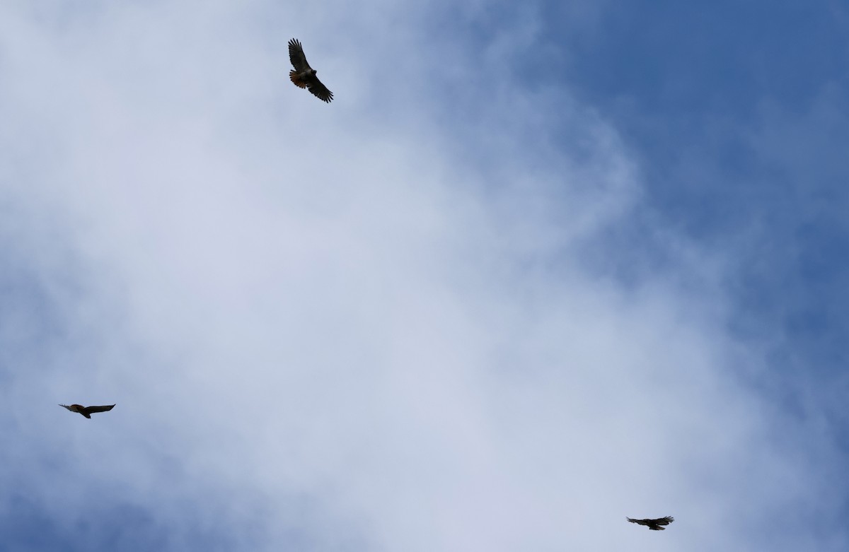 Red-tailed Hawk - ML618910988