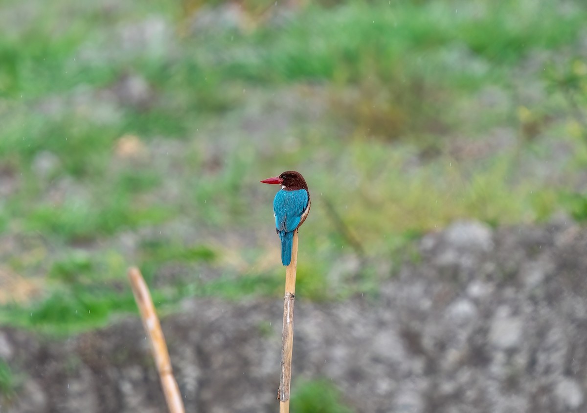 White-throated Kingfisher - ML618911044