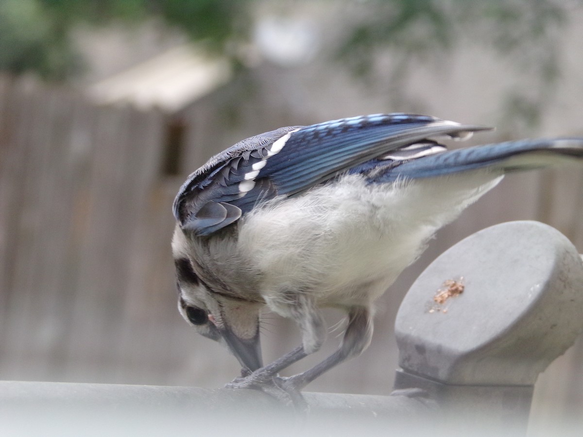 Blue Jay - Texas Bird Family