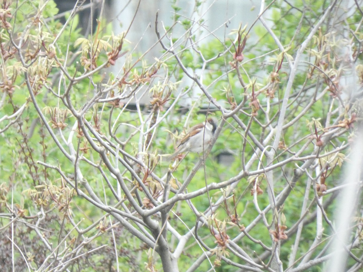 House Sparrow - Fabian Orozco