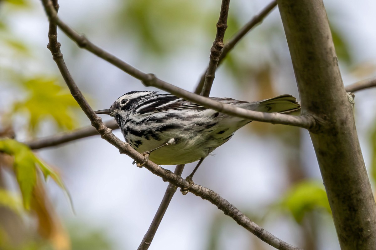 Black-and-white Warbler - ML618911071