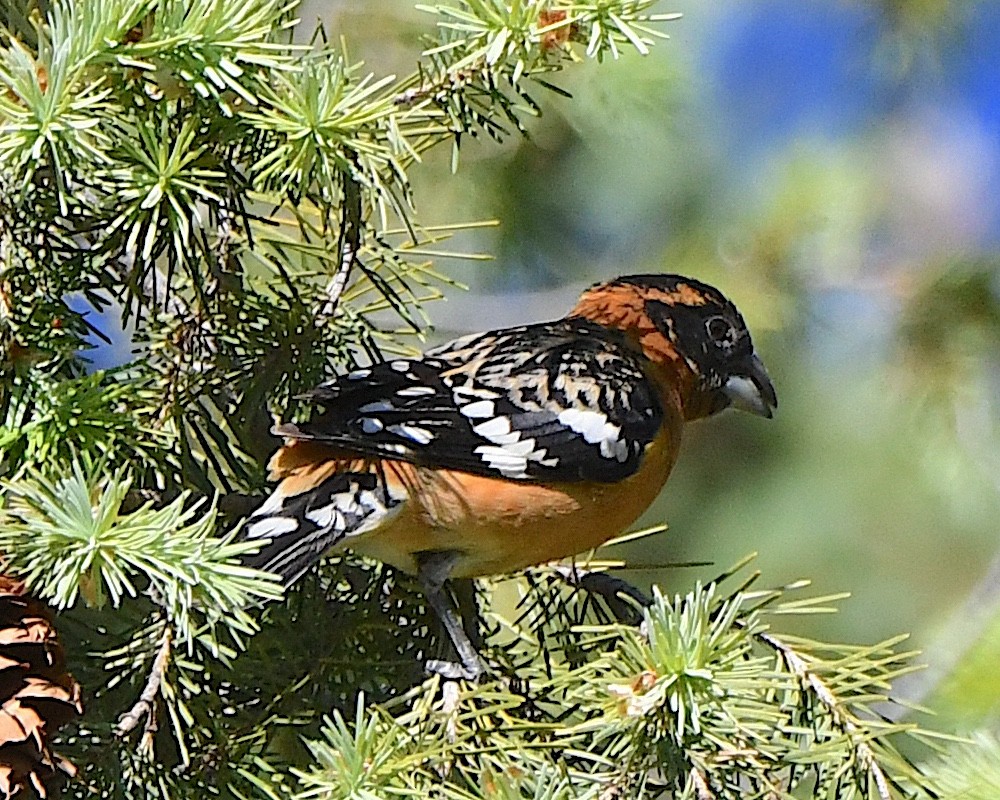 Cardinal à tête noire - ML618911075