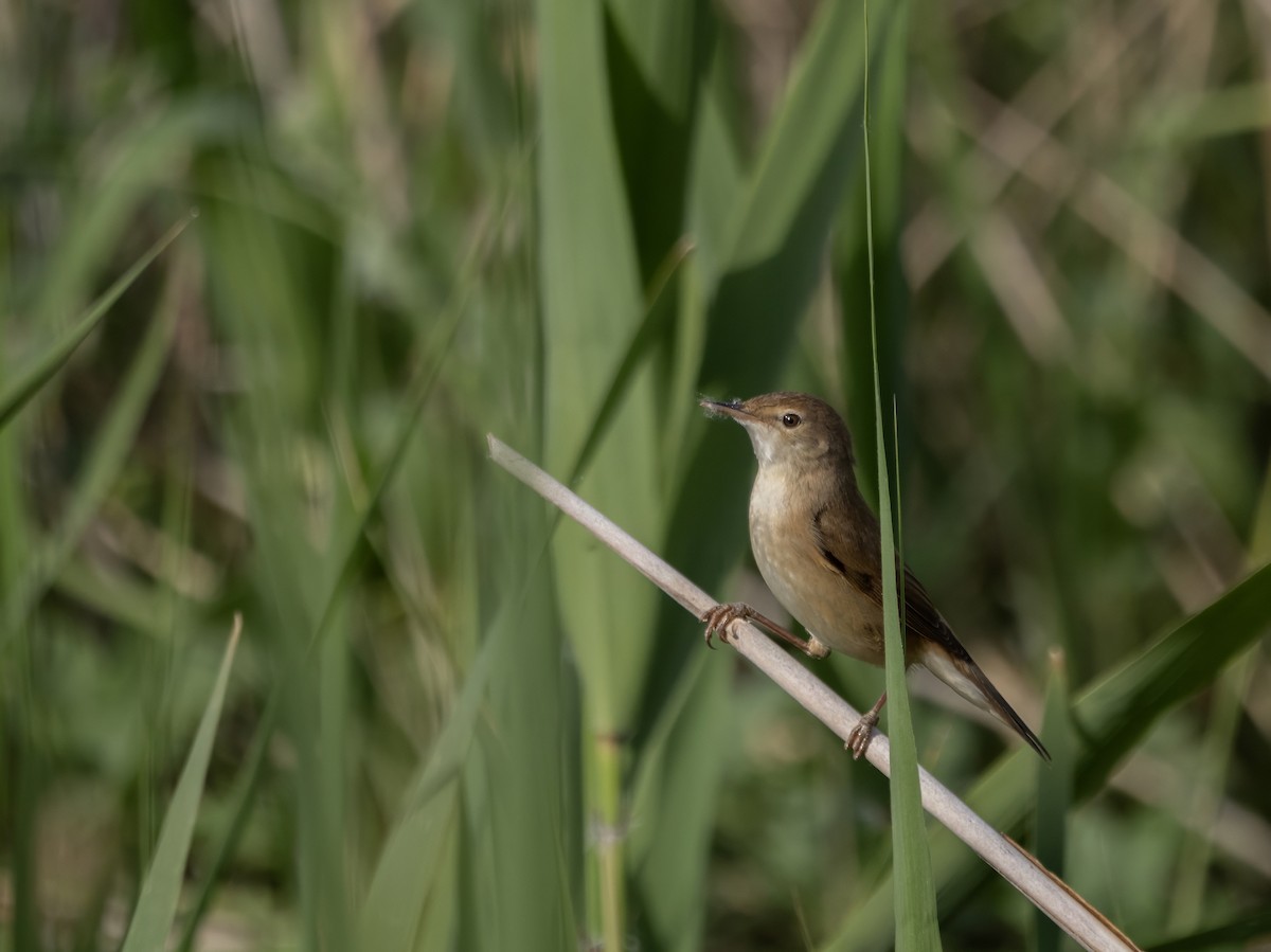 Common Reed Warbler - Guillermo Risco
