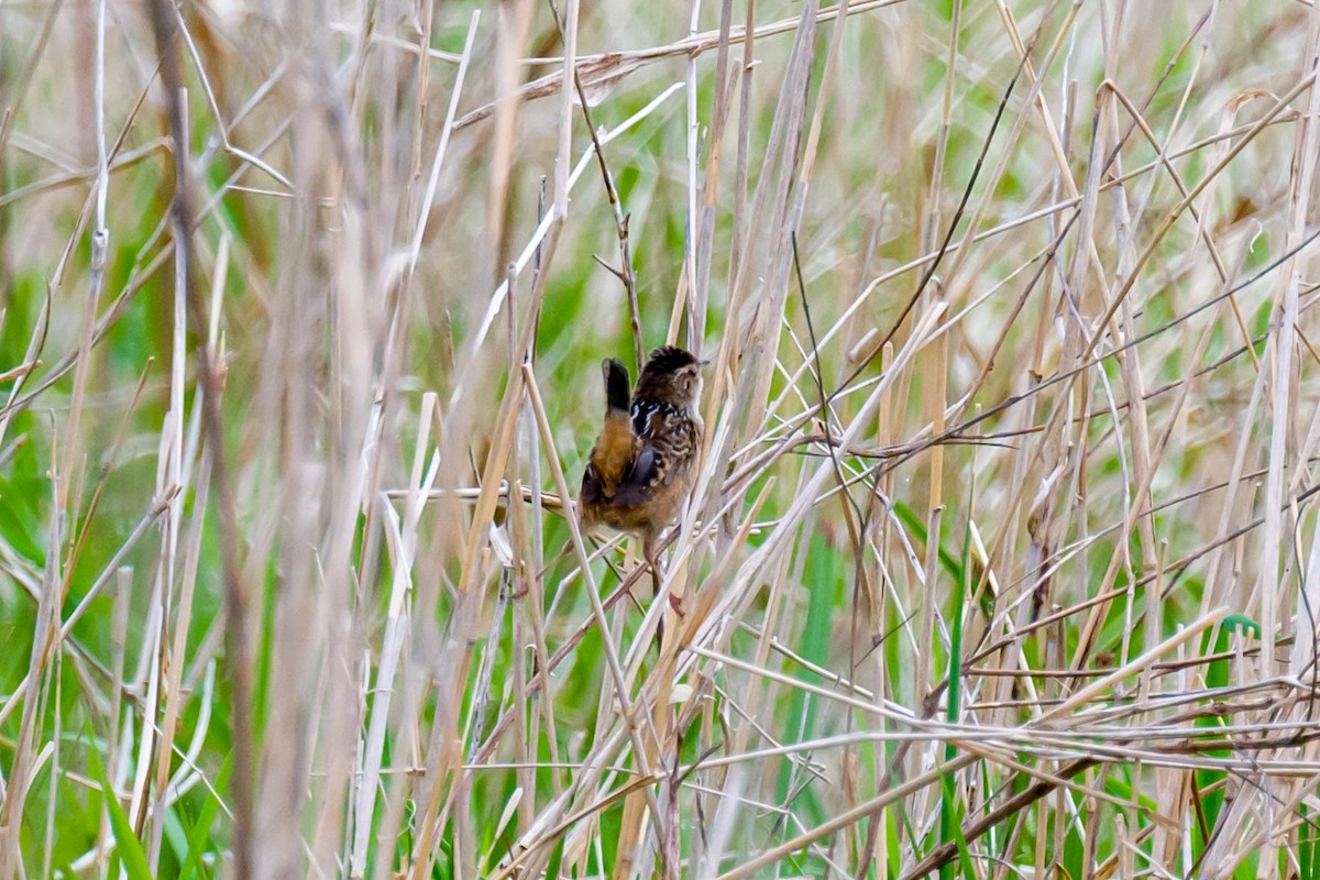 Sedge Wren - Steve Burkholder