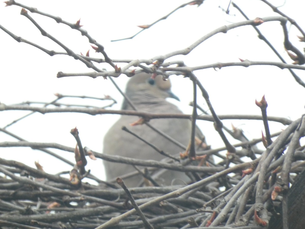 Mourning Dove - ML618911120