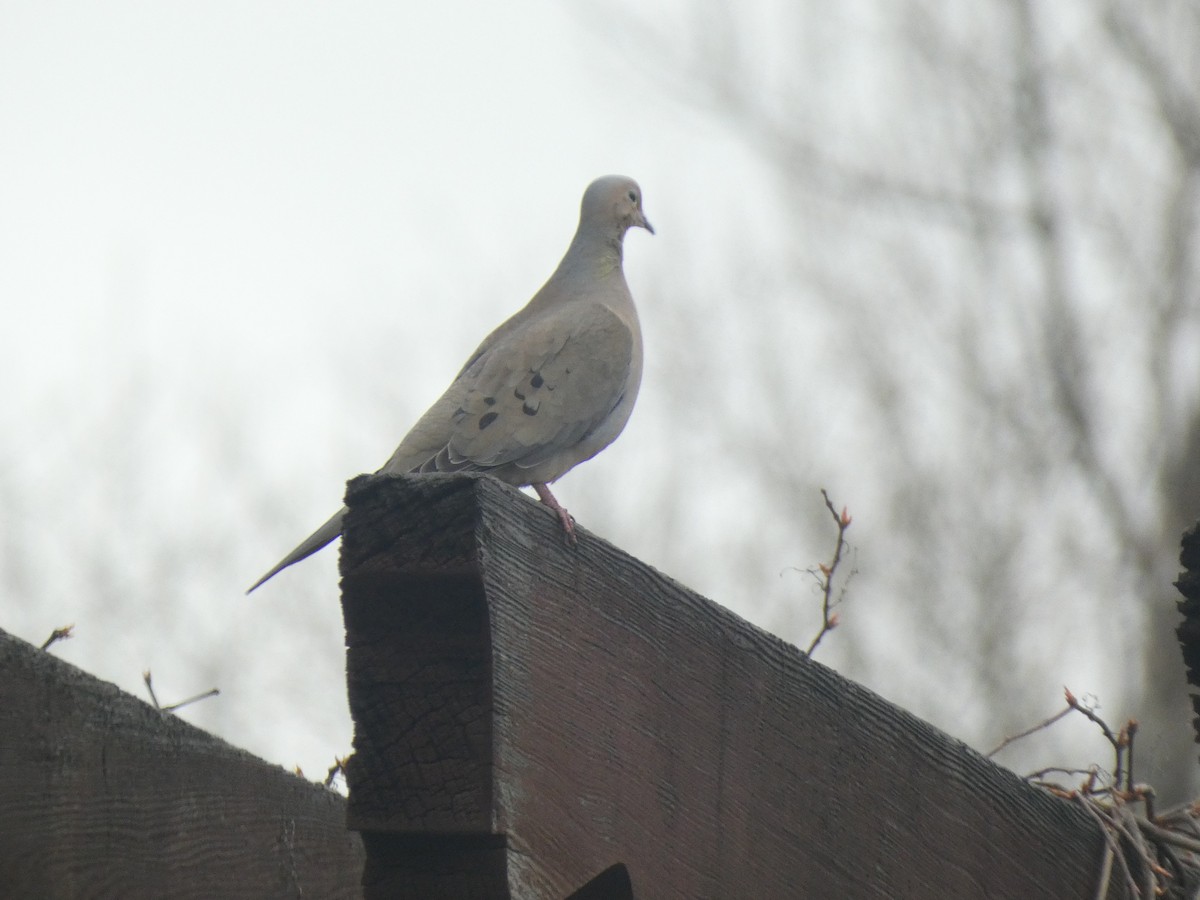 Mourning Dove - ML618911123