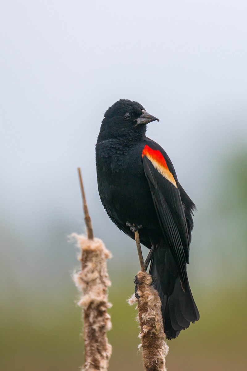Red-winged Blackbird - Steve Burkholder