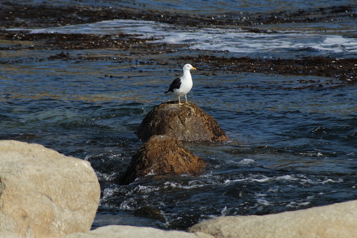 Kelp Gull - Felipe Vidal Cid