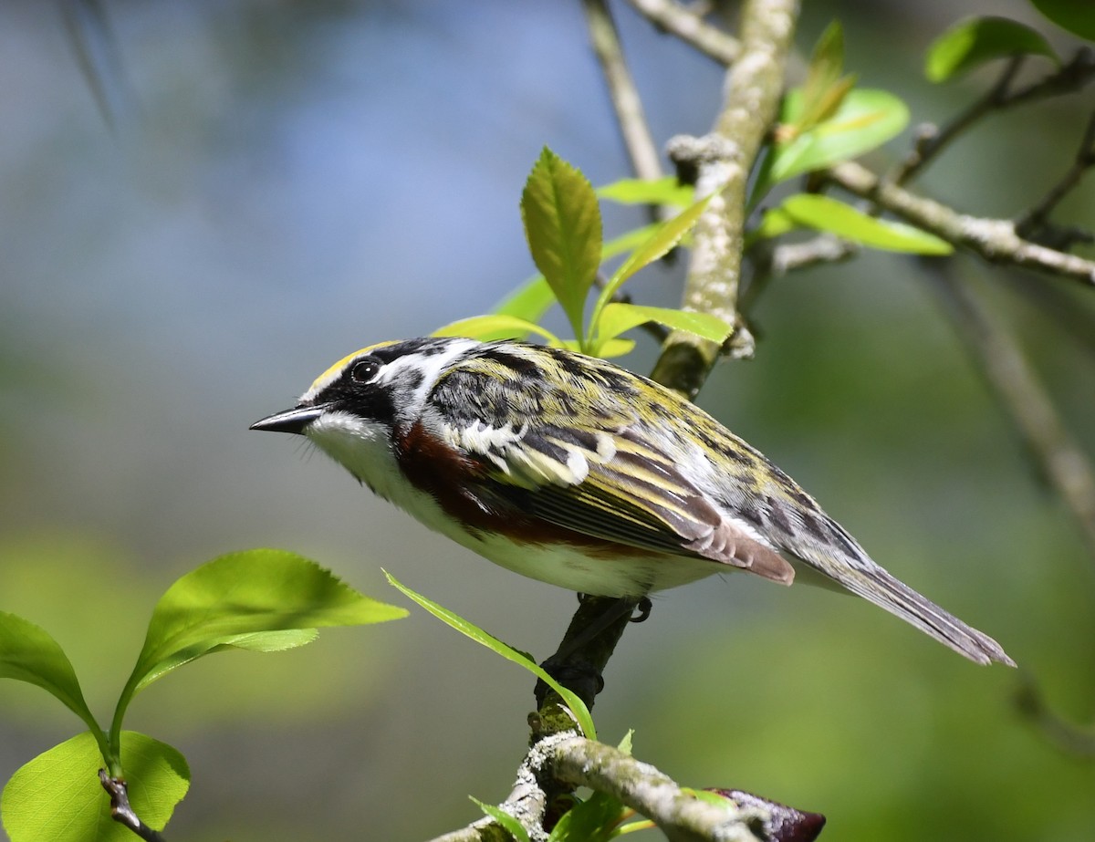 Paruline à flancs marron - ML618911140