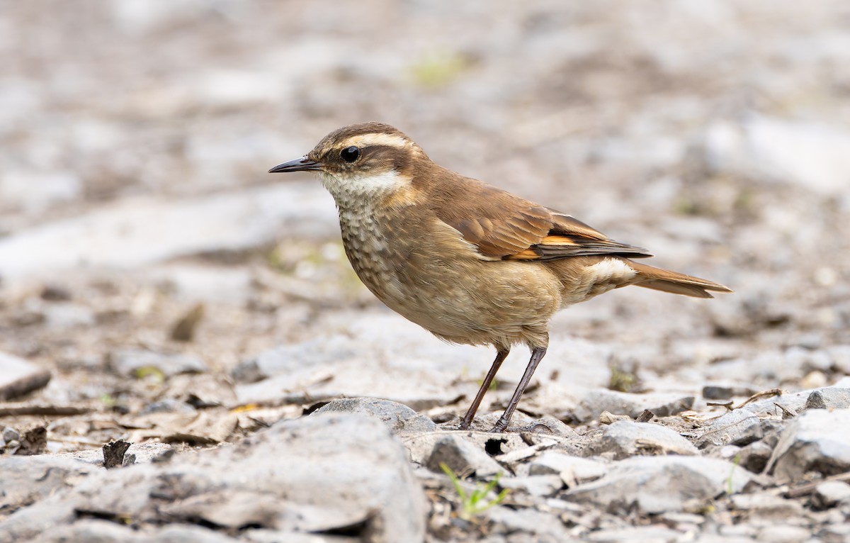 Chestnut-winged Cinclodes - Joe Aliperti