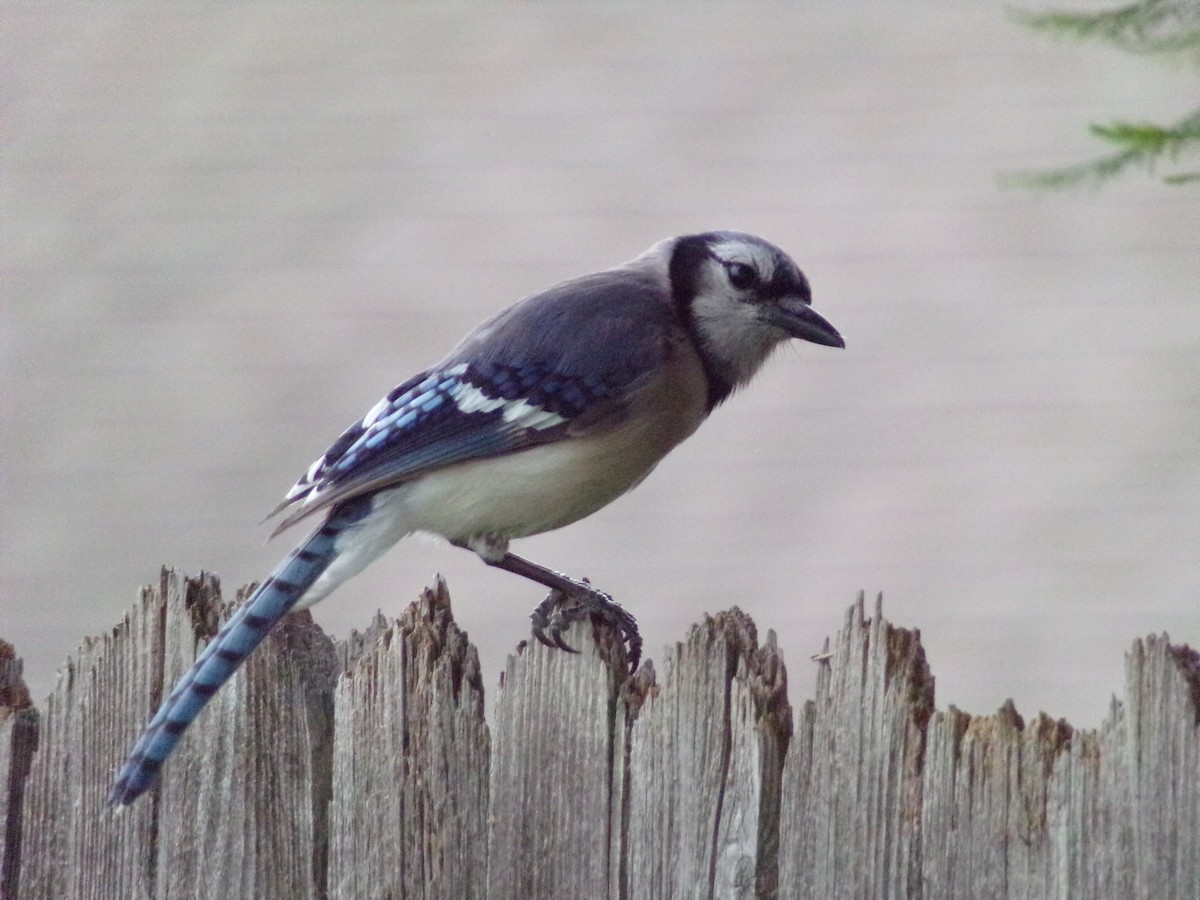 Blue Jay - Texas Bird Family