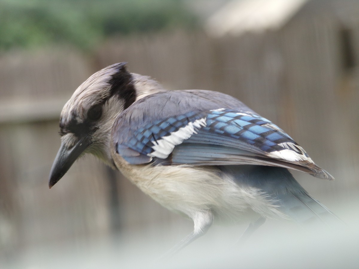 Blue Jay - Texas Bird Family