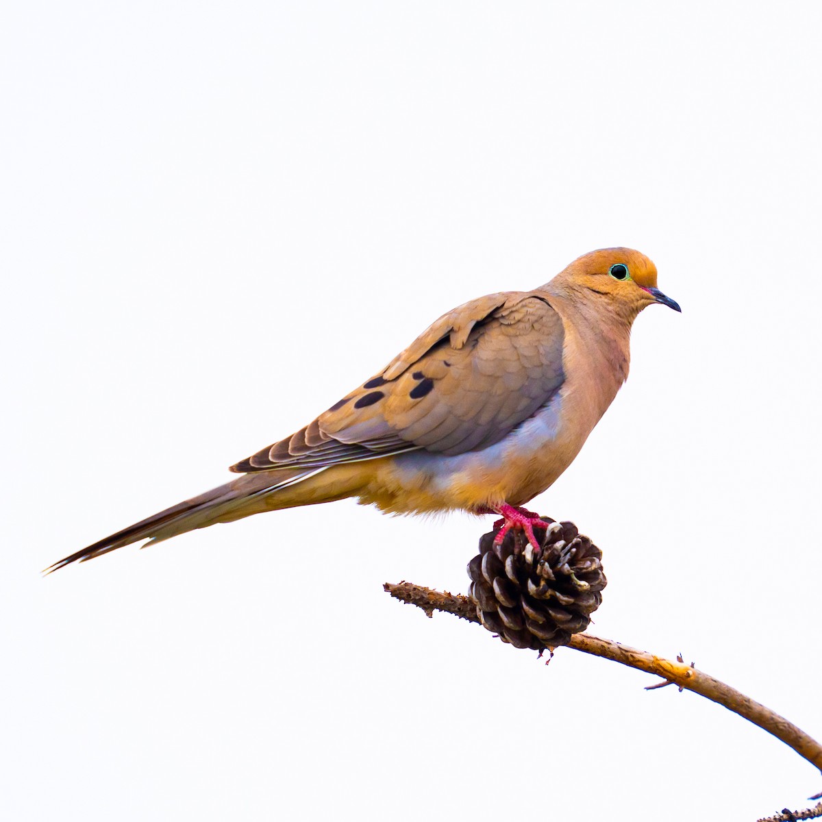 Mourning Dove - ML618911160