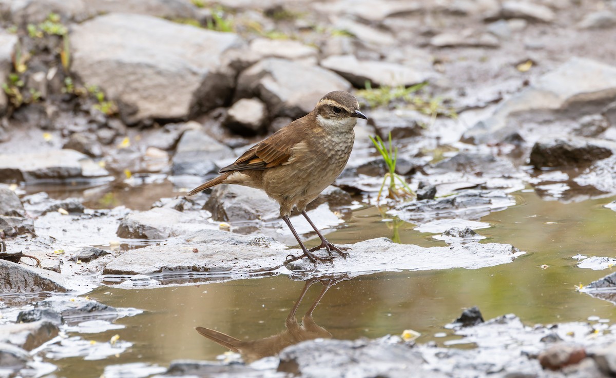 Chestnut-winged Cinclodes - Joe Aliperti