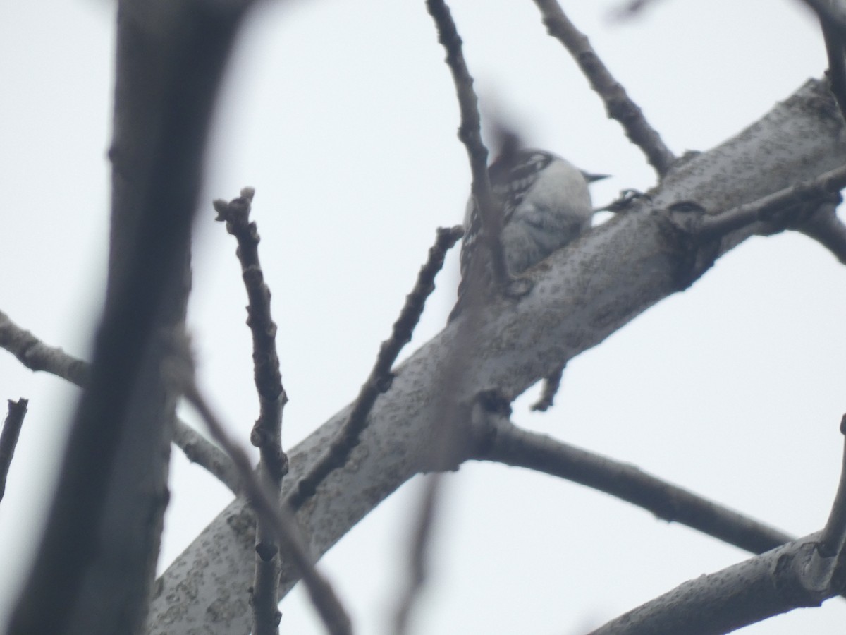 Downy Woodpecker - Fabian Orozco