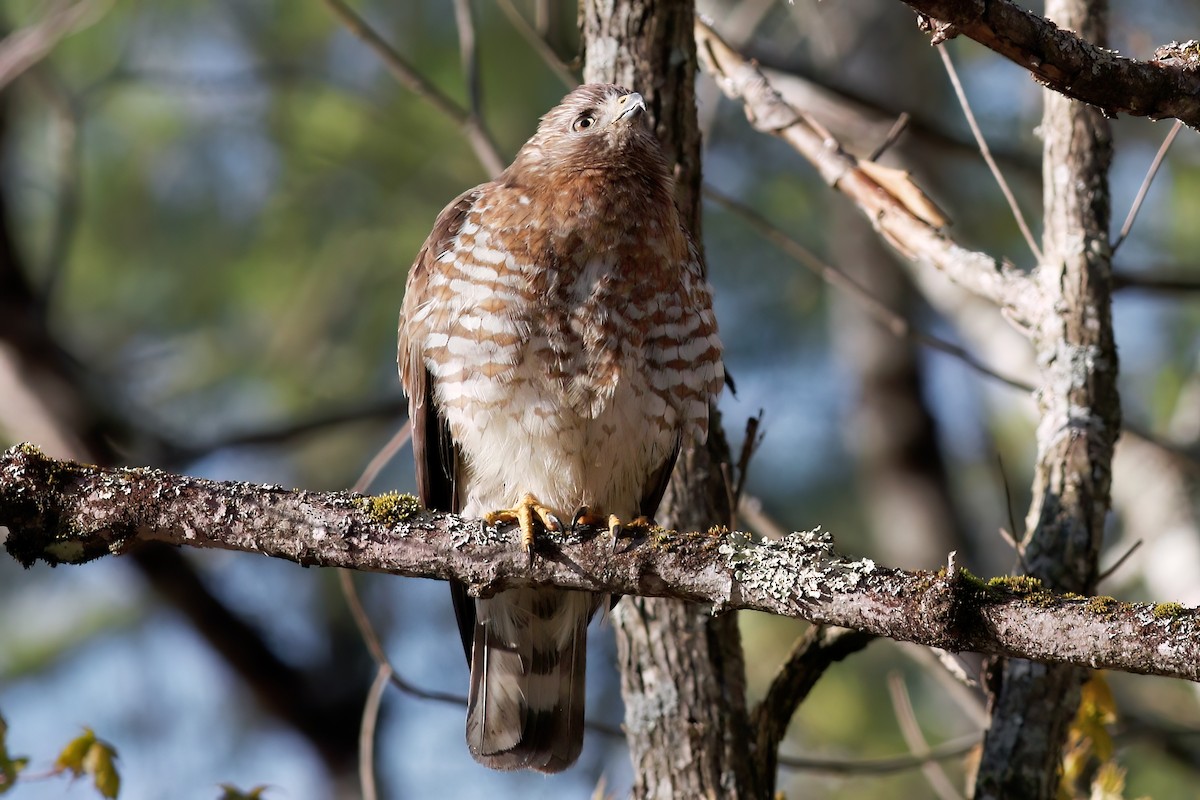 Broad-winged Hawk - Gary Jarvis