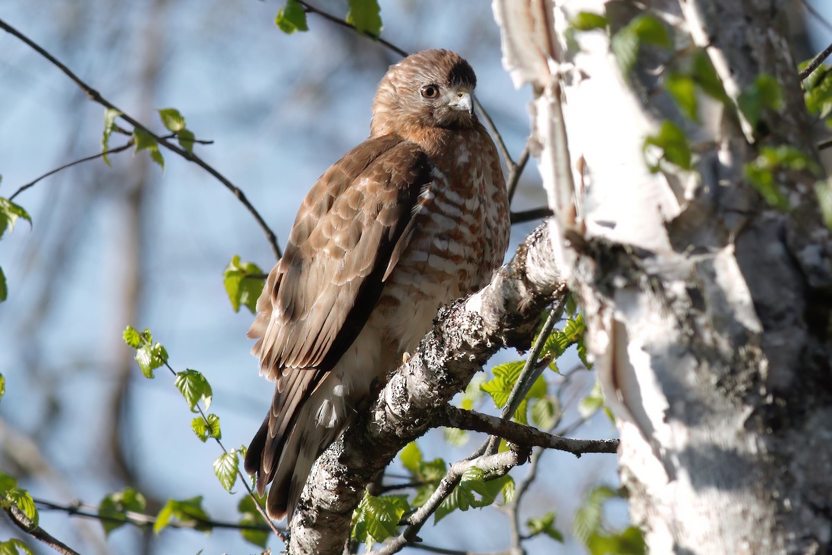 Broad-winged Hawk - Gary Jarvis