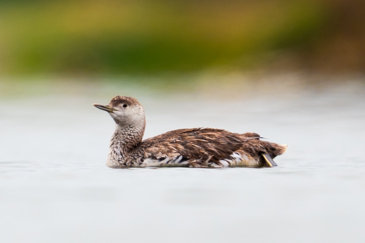 Red-throated Loon - ML618911223