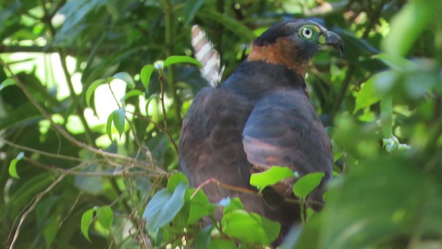 Hook-billed Kite - ML618911228