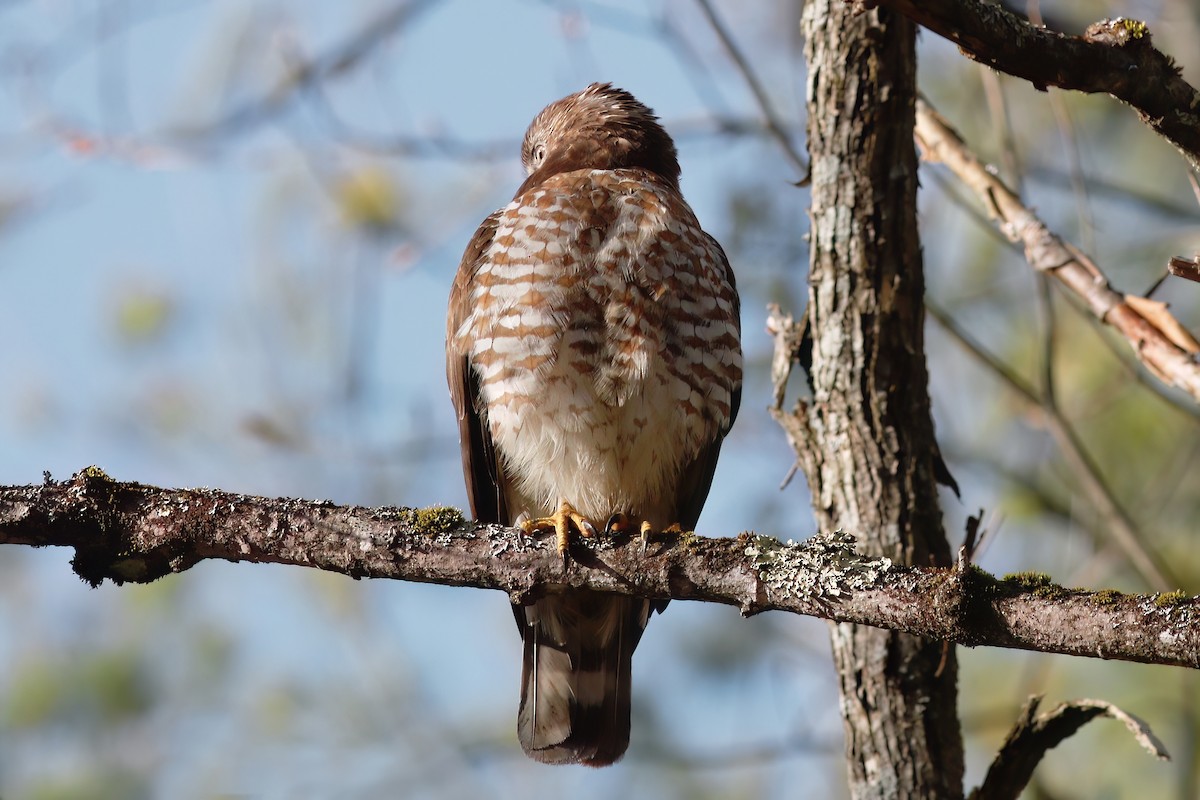 Broad-winged Hawk - Gary Jarvis