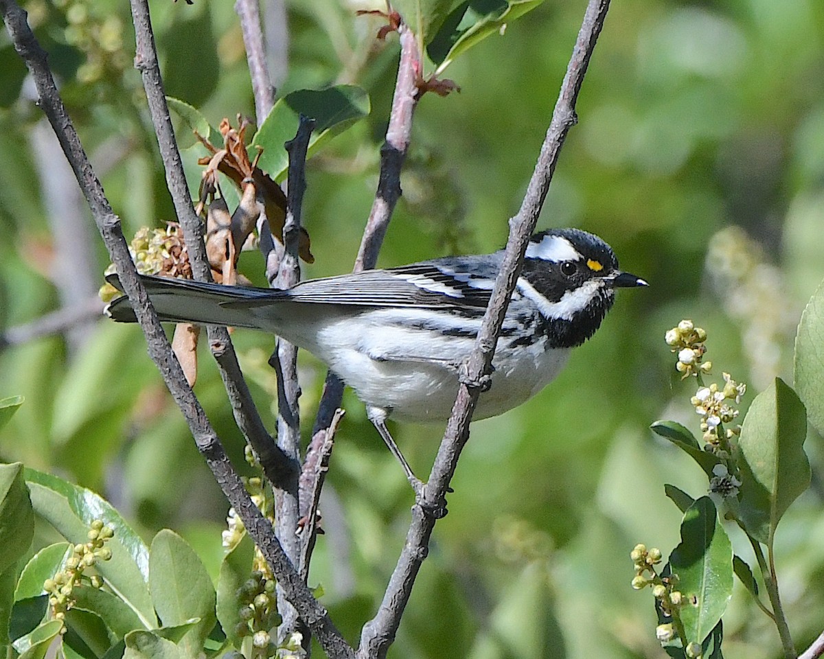 Black-throated Gray Warbler - Ted Wolff