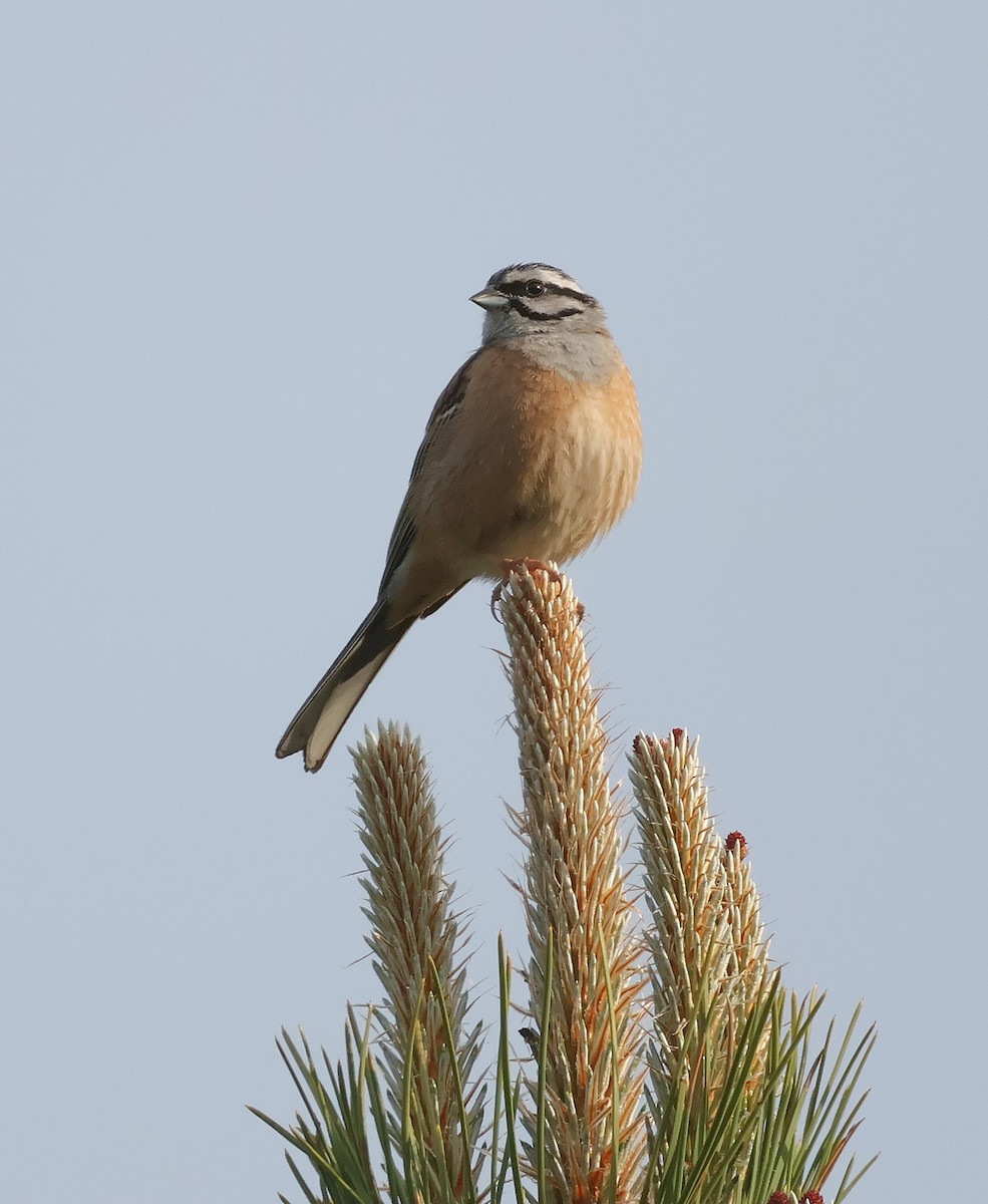 Rock Bunting - Mileta Čeković