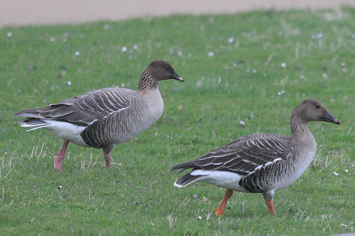 Tundra Bean-Goose - ML618911251