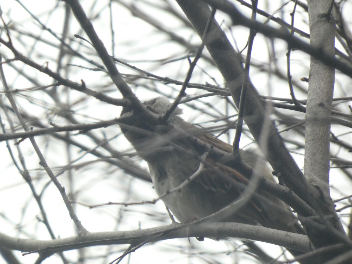 White-throated Sparrow - Fabian Orozco