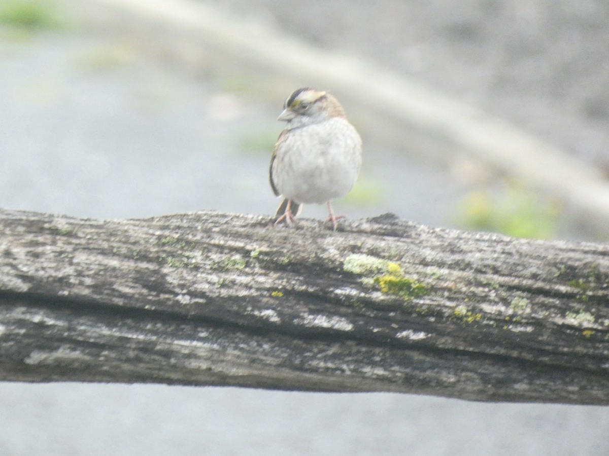 White-throated Sparrow - Fabian Orozco