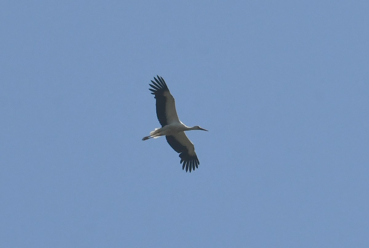 White Stork - Mário Estevens