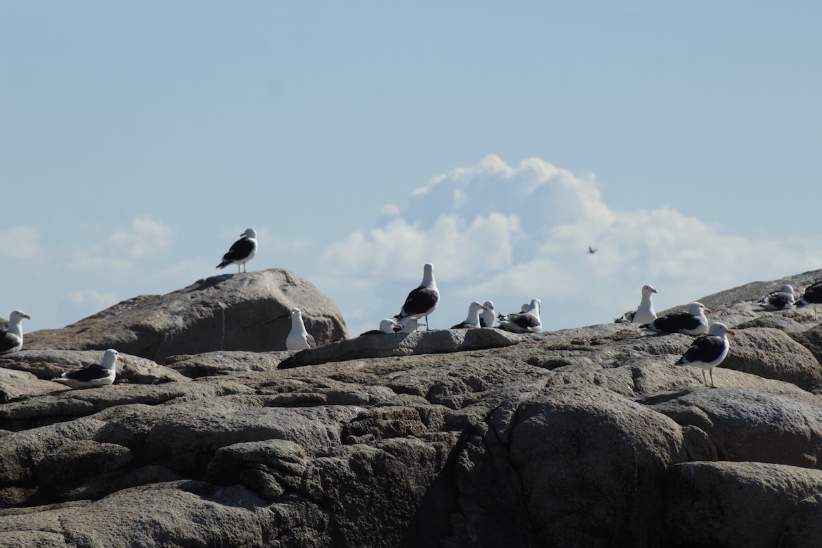 Kelp Gull - ML618911274